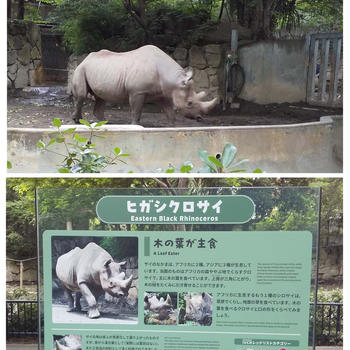 上野動物園 ヒガシクロサイ 馬山羊 うさぎ