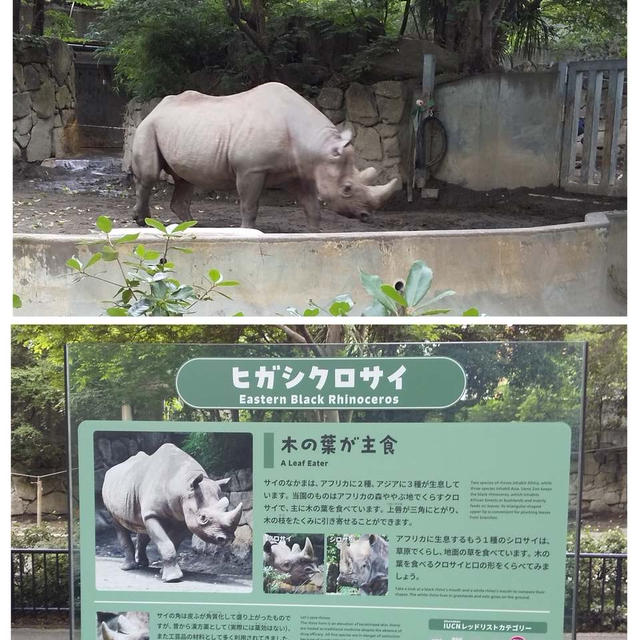 上野動物園 ヒガシクロサイ 馬山羊 うさぎ