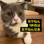 きのこバタートースト（レシピあり）