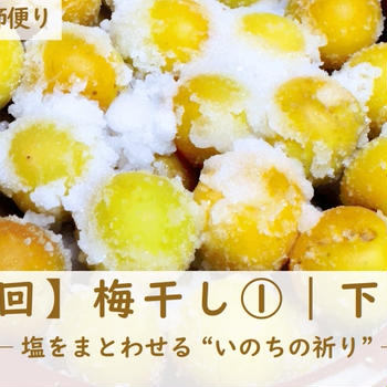 【第4回】梅干し①｜下漬け編