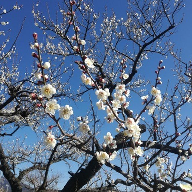 2021年 みなべ・田辺の梅の開花状況② 下三栖あたりは8分咲きです。