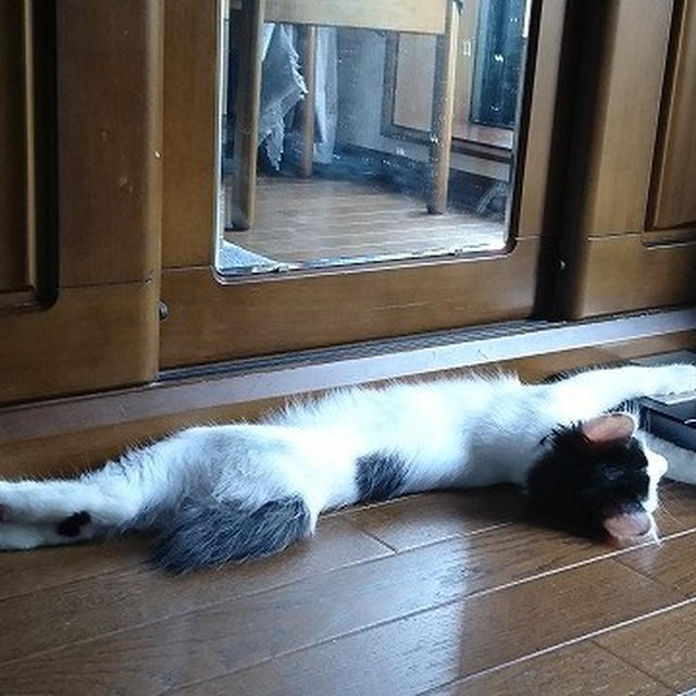 【小梅・さくら・桃之介通信】伸び盛りの寝方 / 世界猫の日のカルディ保冷バッグ