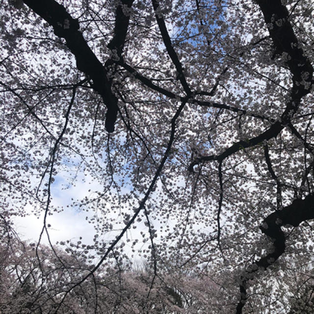 花見 20220327
