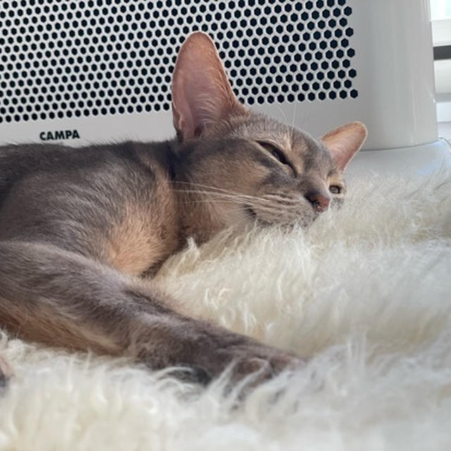 パネルヒーターの魅力にとうとう気付いてしまったぼくちん