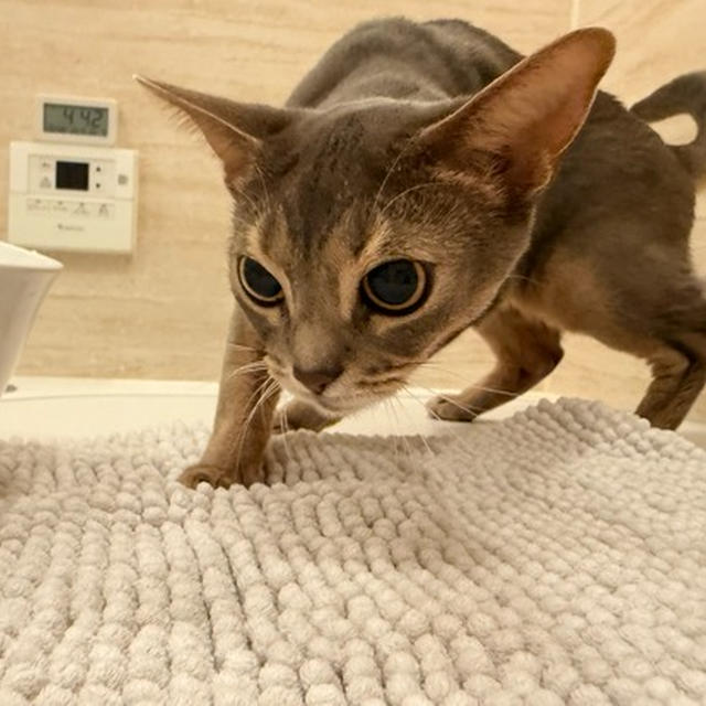 まだ、お風呂にドキドキしにくる
