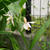 黄花シラン2023、最近撮った写真#ameba写真部