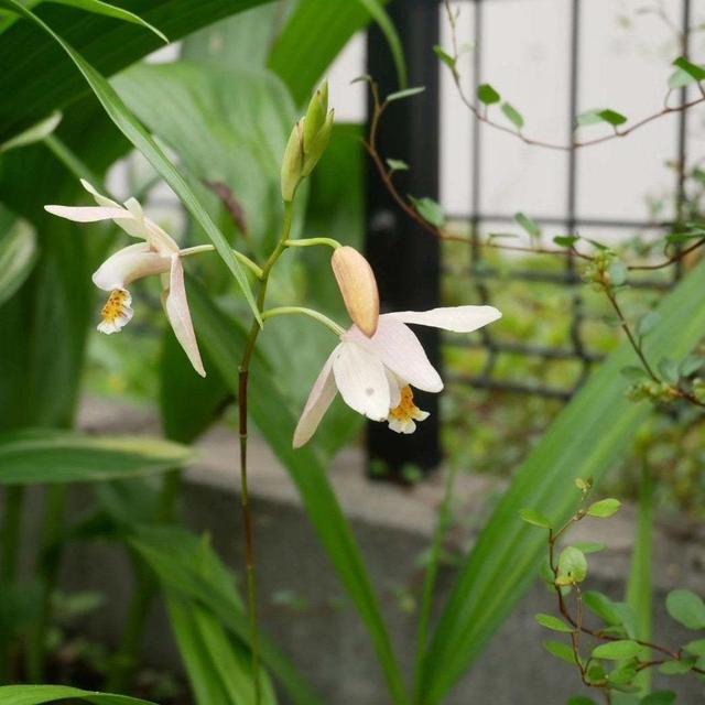 黄花シラン2023、最近撮った写真#ameba写真部