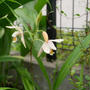 黄花シラン2023、最近撮った写真#ameba写真部