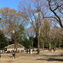 東京2023年お花見！井の頭公園は未だ1分咲き、今週末から混みそうですね。