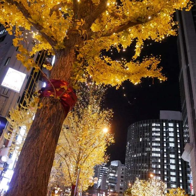 御堂筋イルミネーション2022イチョウ並木、最近撮った写真#ameba写真部