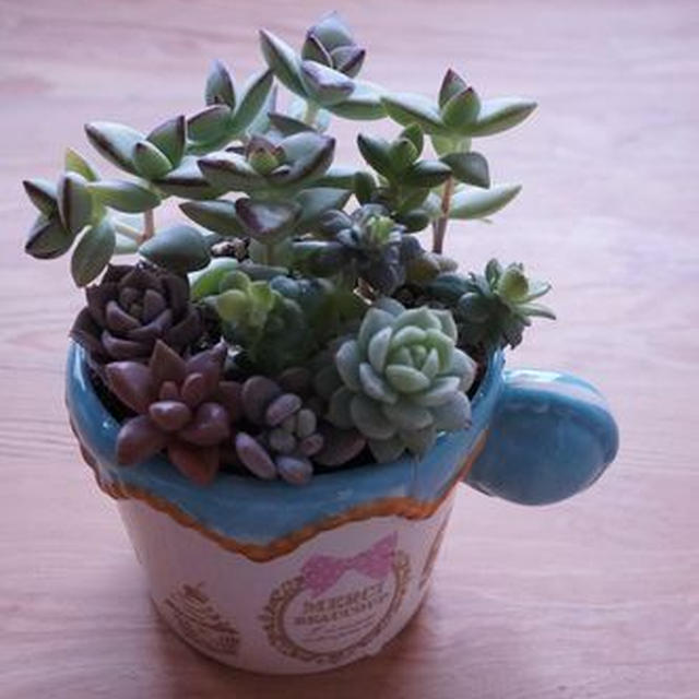 多肉植物