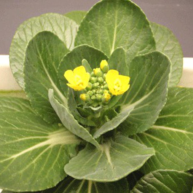 ミニ青梗菜に咲いた黄色い可愛い花です By アンジュさん レシピブログ 料理ブログのレシピ満載