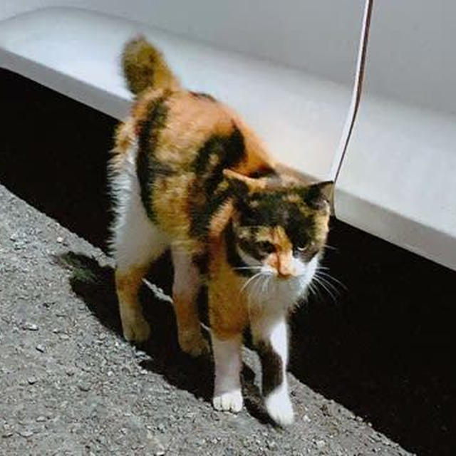 猫を呼ぶ女