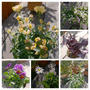 この秋の寄せ植え、その①#最近撮った写真は