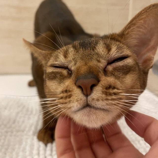 お風呂で嬉しいがばくはつしちゃうりす