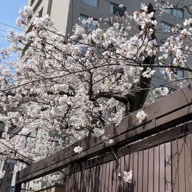 春のぷち旅。 行き先は… と 便利なサービス と まずはランチ。