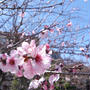 桜にそっくりな花