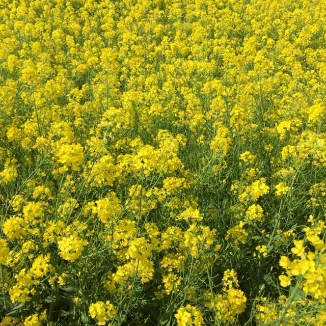 黄色