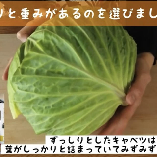 おいしいキャベツの保存方法＆選び方知っていますか？ ※動画解説付！