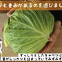 おいしいキャベツの保存方法＆選び方知っていますか？ ※動画解説付！
