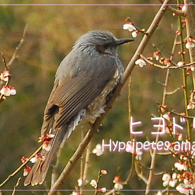 鳥さん図鑑（10）ヒヨドリ