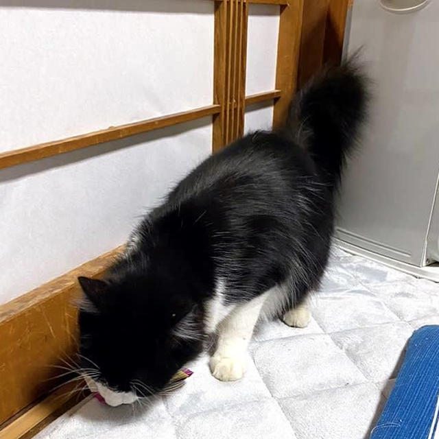 ピコ太郎は器用な泥棒さん
