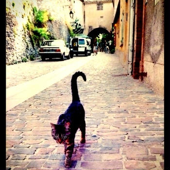 写真展で出逢った フランスの街中を歩くネコ