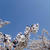 お花見　２０１１