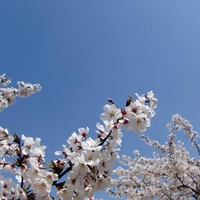 お花見　２０１１
