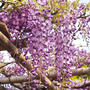 亀戸天神の藤の花