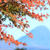 紅葉いろいろ　赤城高原SA下り