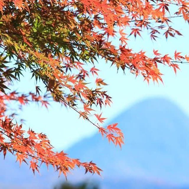 紅葉いろいろ　赤城高原SA下り