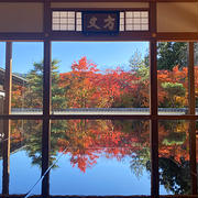 昨日の紅葉狩り♪今が見頃！法徳寺の床もみじに感動！！