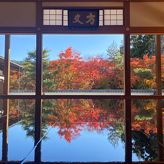 昨日の紅葉狩り♪今が見頃！法徳寺の床もみじに感動！！