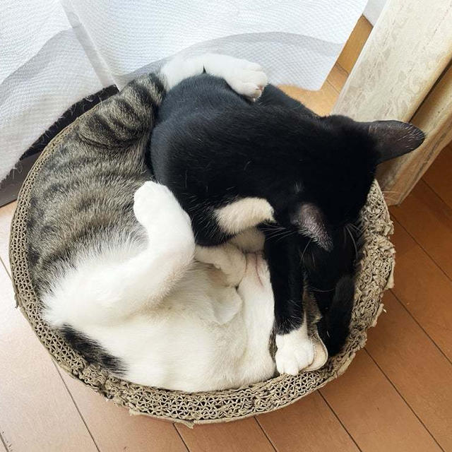 てんとはち ぎゅうぎゅう詰め