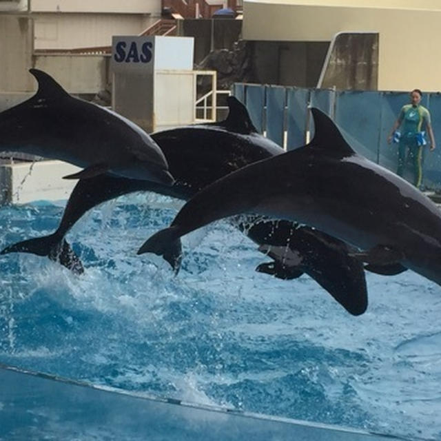 江ノ島水族館へ行って来ました〜♬