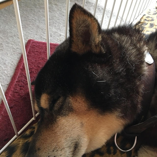 今日の散歩は靄の中？雲の中⁇