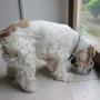 違う犬になったチャー君　　5・14・2011