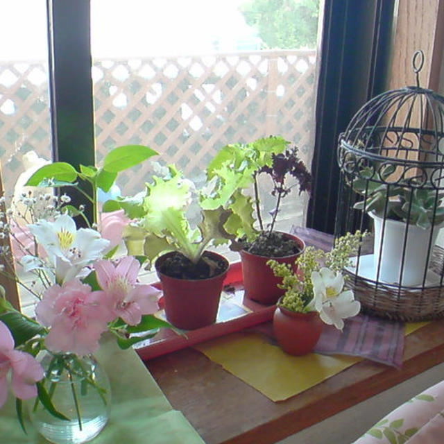 うりずんの季節。家庭菜園（室内）