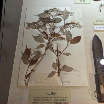 牧野記念庭園