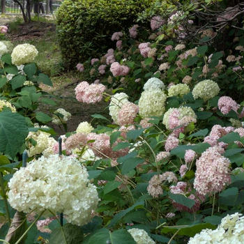紫陽花、まだあります　そしてTVドラマとラジオドラマ