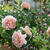 開花だより English roseたち　 〜My rose garden2013〜