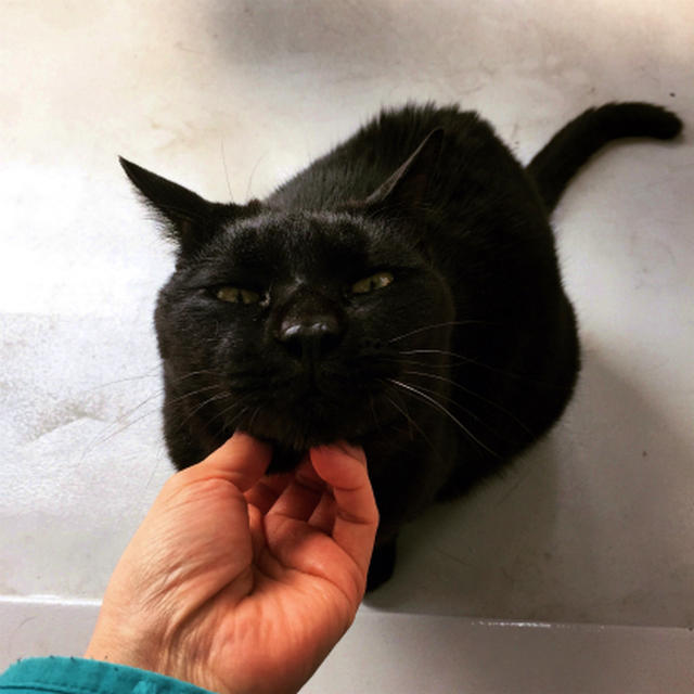 ねこねこねこ