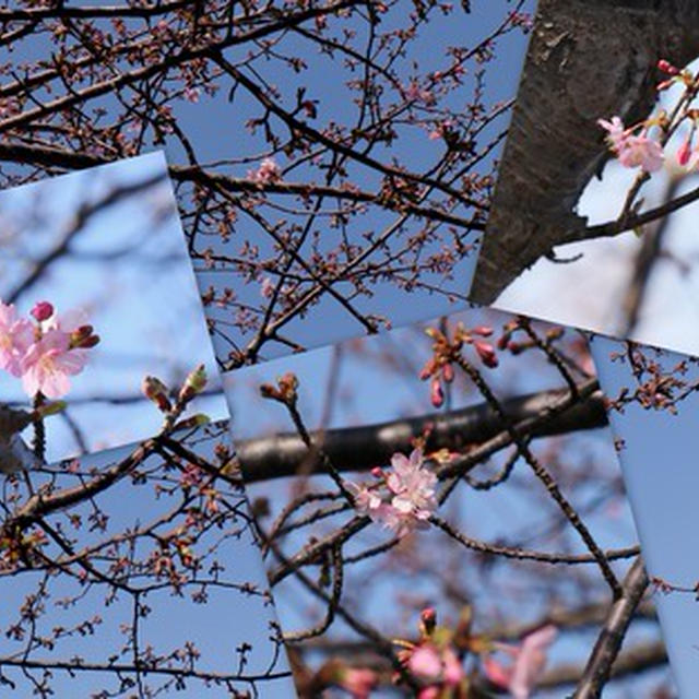 河津桜や メジロや・・・