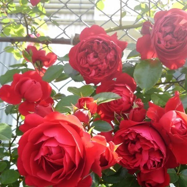 ■ウォーキング続【（株）日本フルハーフさん外周の薔薇②】