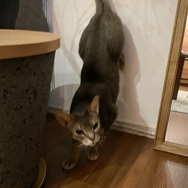 お兄ちゃんの壁クラウチングを見せてあげるよ！