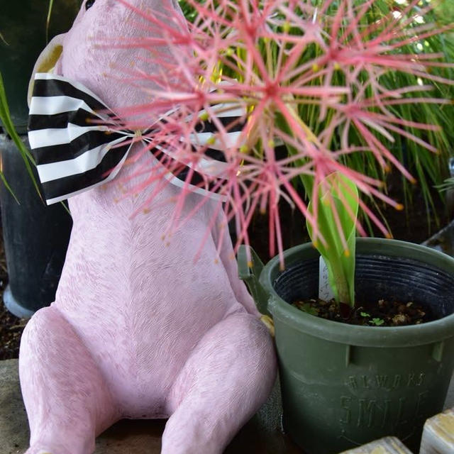 いくとぴあ食花の花は素敵です②