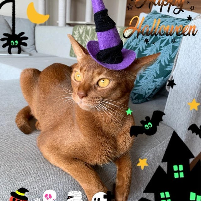 HALLOWEENとのひめ🎃