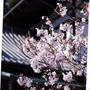 お寺の桜 2023