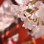 大阪ヒトリ散策～桜を求めて～